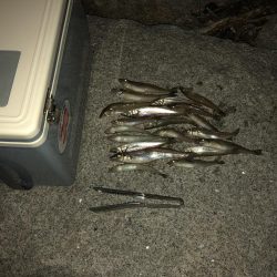 キスの投げ釣り