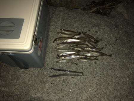 キスの投げ釣り