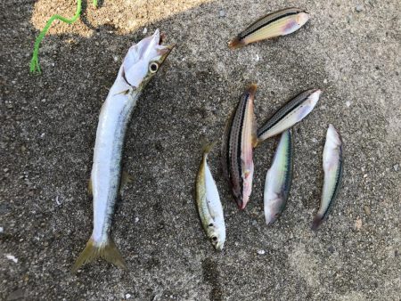 初相島でサビキとダンゴ！