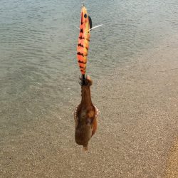 タコパラダイス