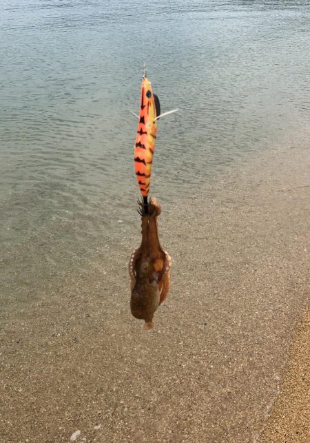 タコパラダイス