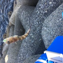 メタルマルでツバス