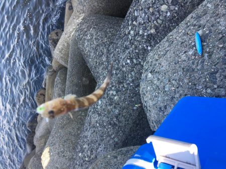 メタルマルでツバス