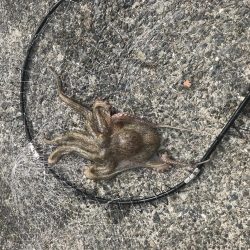 メタルジグでまさかの