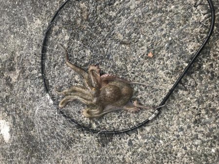 メタルジグでまさかの