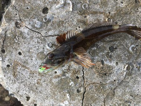 クサフグ大発生