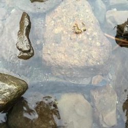 １投目でゴンザレス