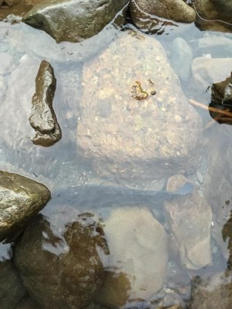 １投目でゴンザレス