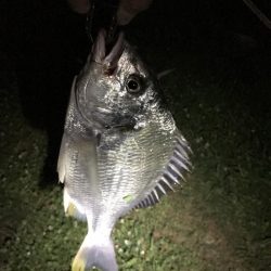 人生2匹目のキビレ