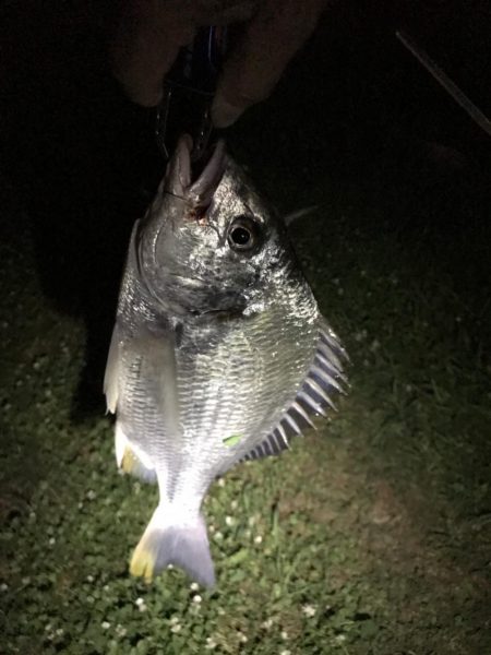 人生2匹目のキビレ