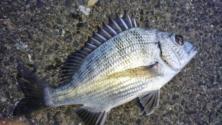 ミノーでチニング