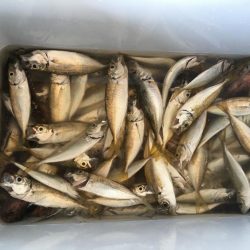 寝魚祭り メバル ガシラ アイナメ 石鯛 イシガキダイ中アジ 豆アジ爆釣！