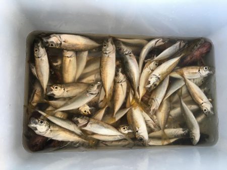 寝魚祭り メバル ガシラ アイナメ 石鯛 イシガキダイ中アジ 豆アジ爆釣！