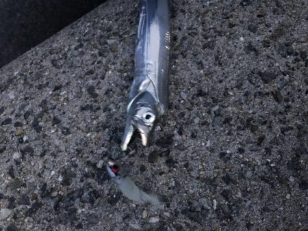 朝まずめ釣行①