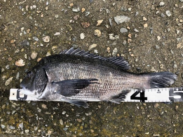 イチノ兄弟、釣果!