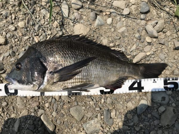 イチノ兄弟、釣果！