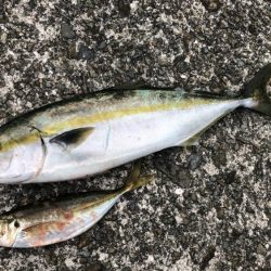 朝まずめ釣行③