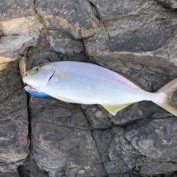 小っさいけど青物‼︎
