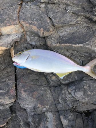 小っさいけど青物‼︎