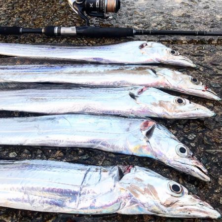 タチウオ テンヤ釣り