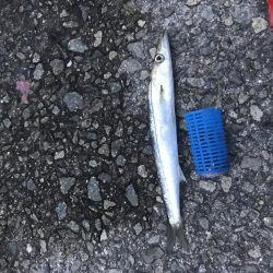 大量アジ、カマス