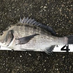 イチノ兄弟、釣果！！