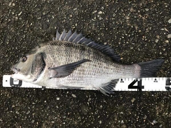 イチノ兄弟、釣果！！