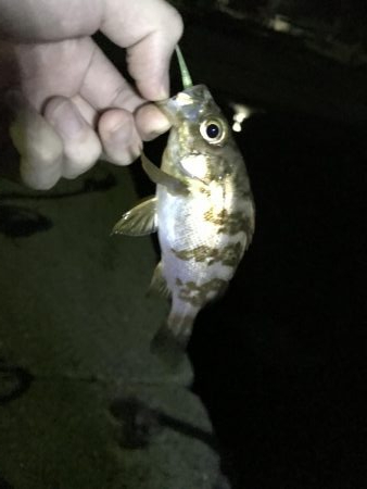 ボトムワインド