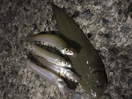 夜の投げで牛タン！笑