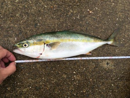 もうちょっとでハマチ