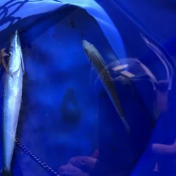 夏のライトショアジギング4