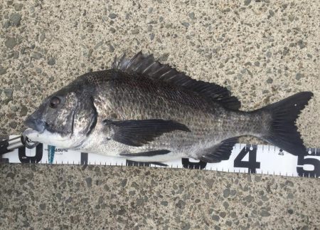 おーはえーもう来ましたわ！どこかに隠れてた…