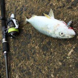 SLSライトタックルで小型回遊魚。本格化！？