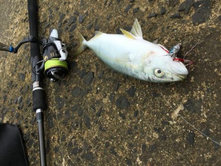 SLSライトタックルで小型回遊魚。本格化！？