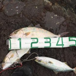 シオ ツバス ヒラセイゴ  パラダイス