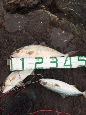 シオ ツバス ヒラセイゴ  パラダイス