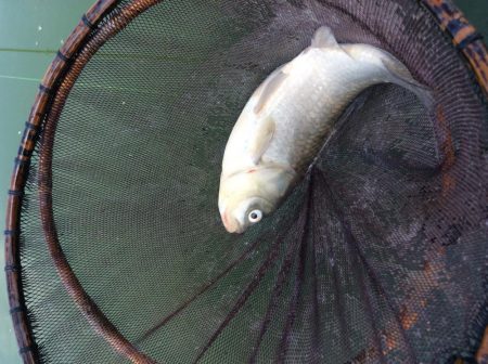 流源湖ヘラブナ