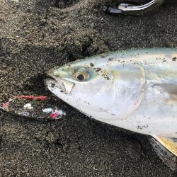 久々サーフでワカシと遭遇