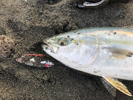 久々サーフでワカシと遭遇