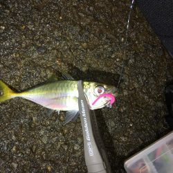 アジング  サイズは多少アップかな