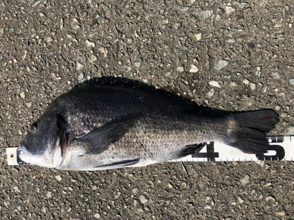 イチノ兄弟、釣果！