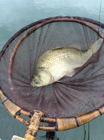 流源湖ヘラブナ