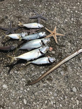 初夜釣りでいろいろ釣れた！