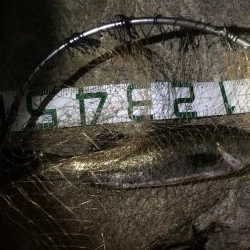 一投目からナイスフィッシュ