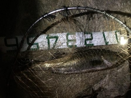 一投目からナイスフィッシュ