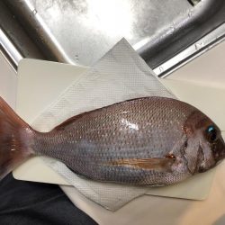 エビ撒きでタイ狙い