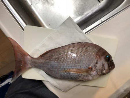 エビ撒きでタイ狙い