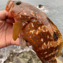 シーバスかと思いきや。