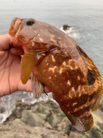 シーバスかと思いきや。