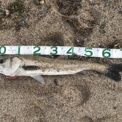 シーバスきた〜！